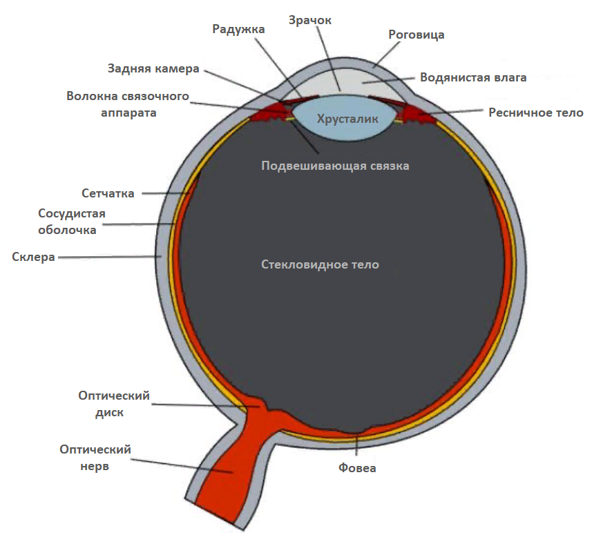 Анатомия глаза | Межрегиональная общественная организация Чтобы видеть!